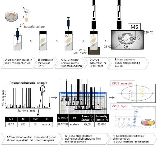 세균 냄새의 분석 방법